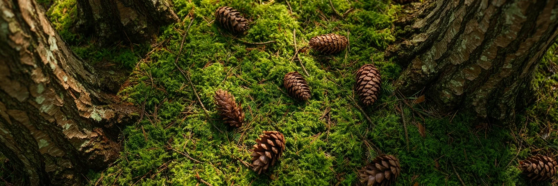 Naturalne tło
